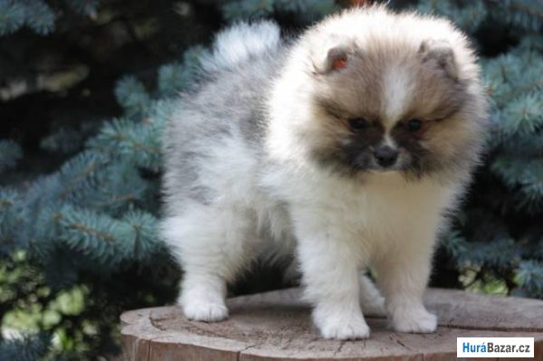 detailní fotografie