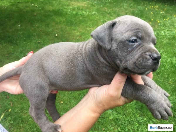 detailní fotografie