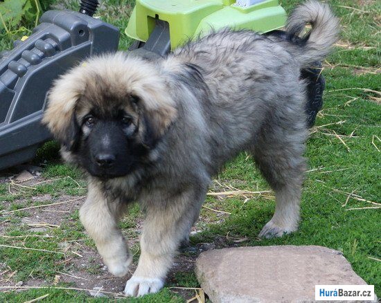 detailní fotografie