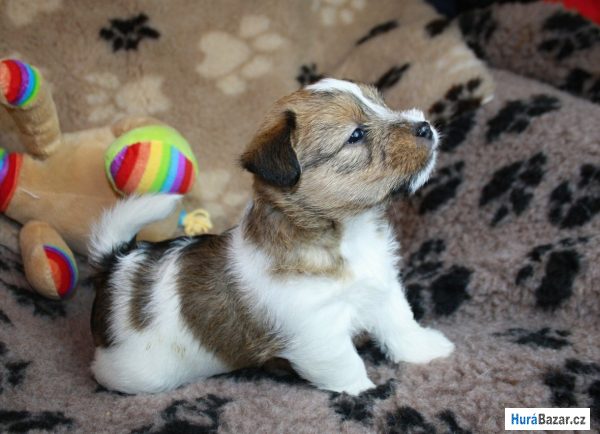 detailní fotografie