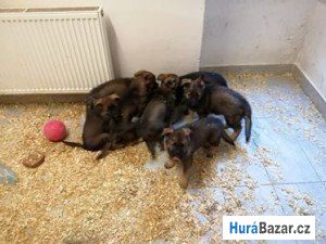 detailní fotografie