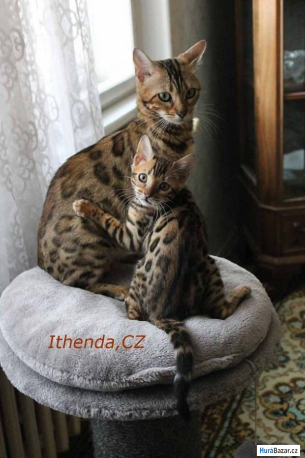 detailní fotografie