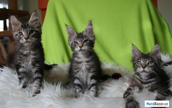 detailní fotografie