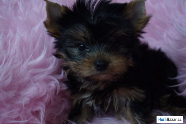 detailní fotografie