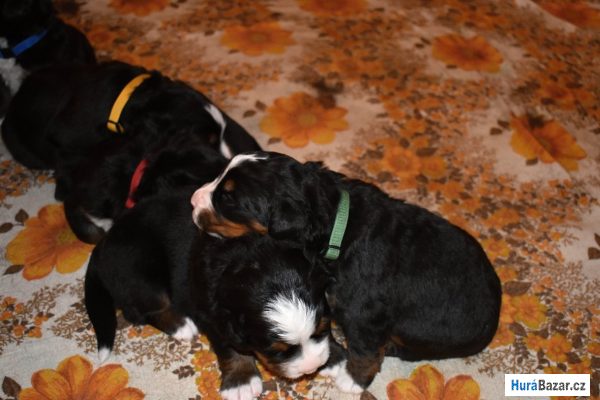 detailní fotografie