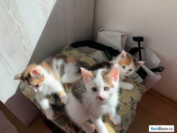 detailní fotografie