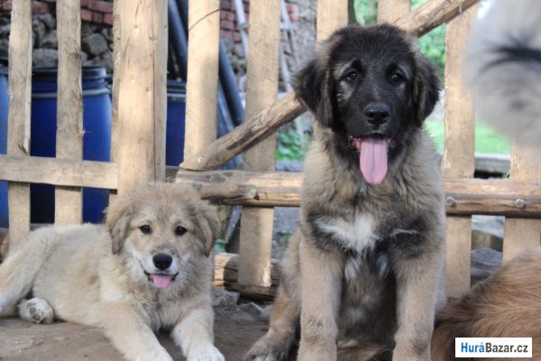 detailní fotografie