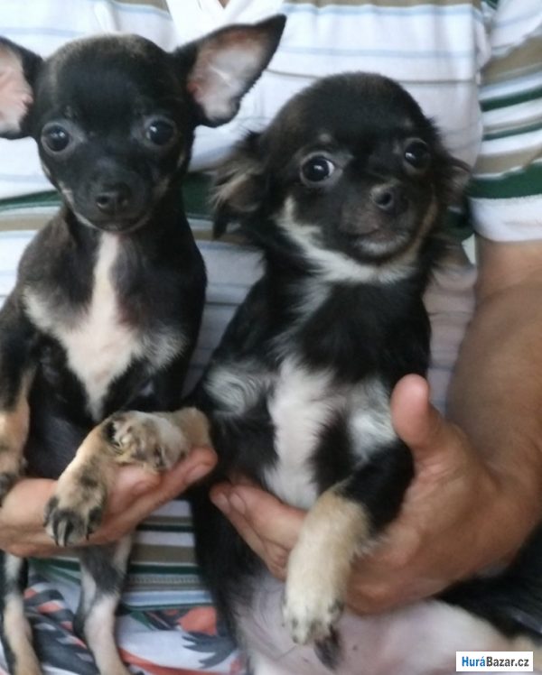 detailní fotografie