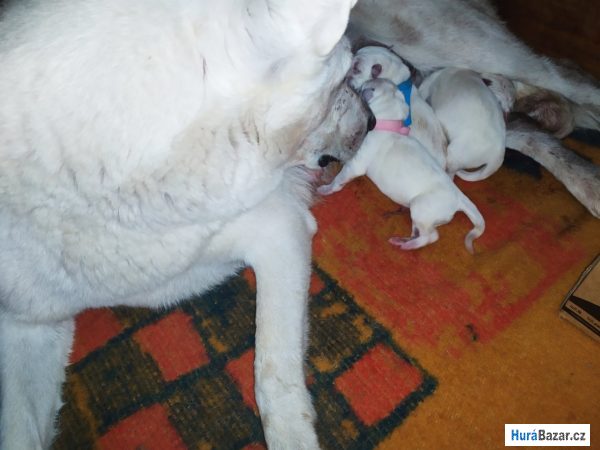 detailní fotografie