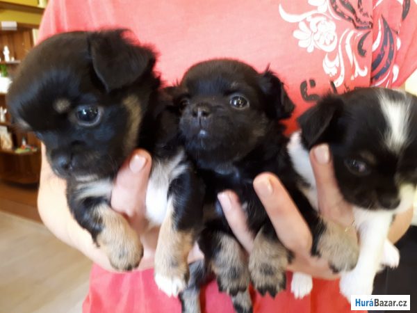 detailní fotografie