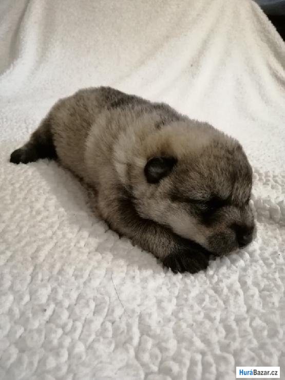 detailní fotografie