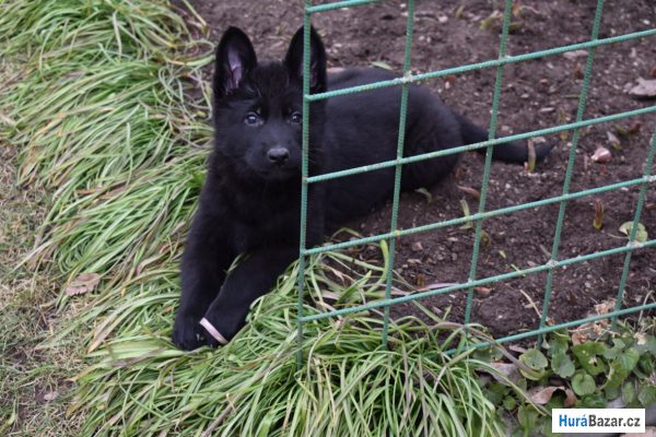 detailní fotografie