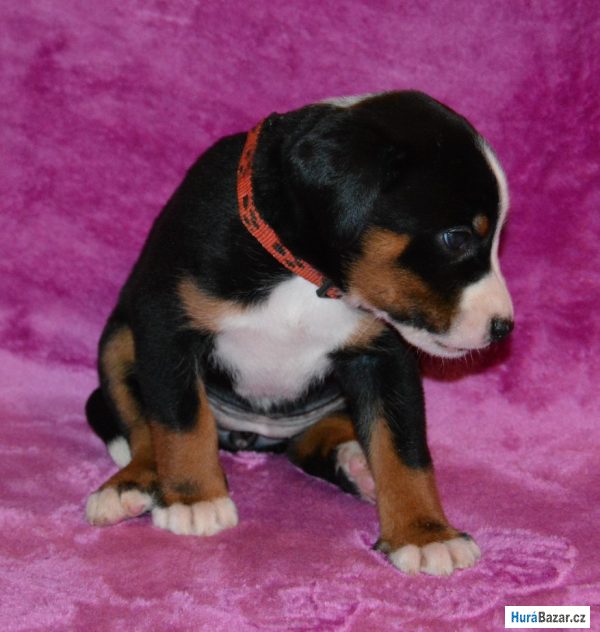 detailní fotografie