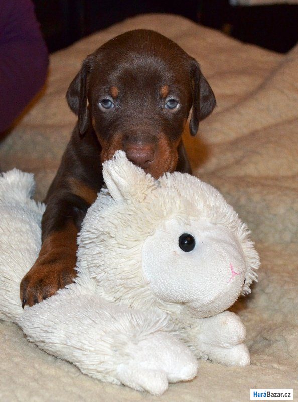 detailní fotografie