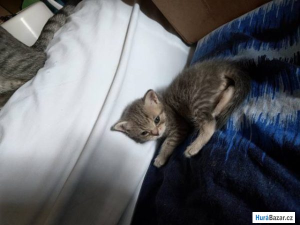 detailní fotografie