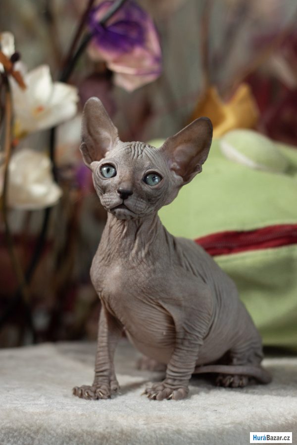 detailní fotografie