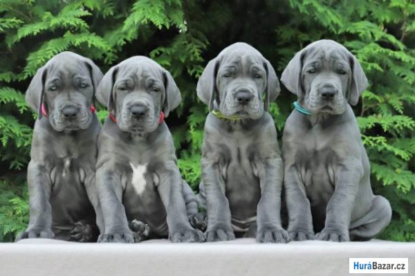 detailní fotografie