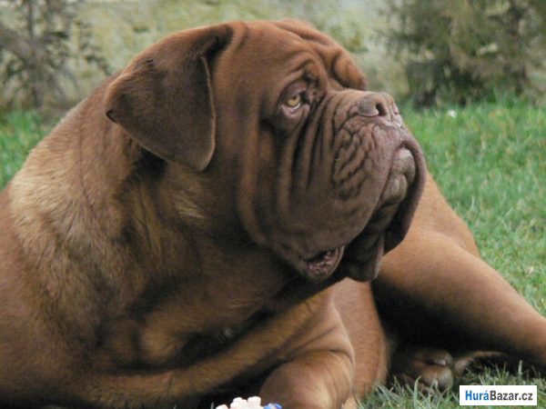 detailní fotografie