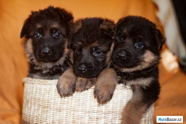 detailní fotografie