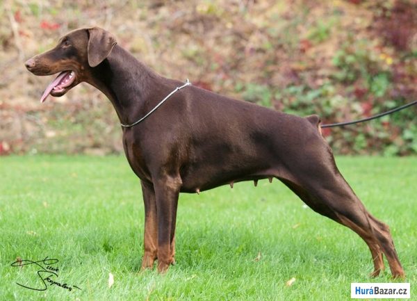 detailní fotografie