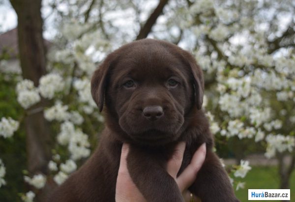 detailní fotografie