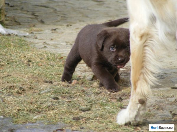 detailní fotografie