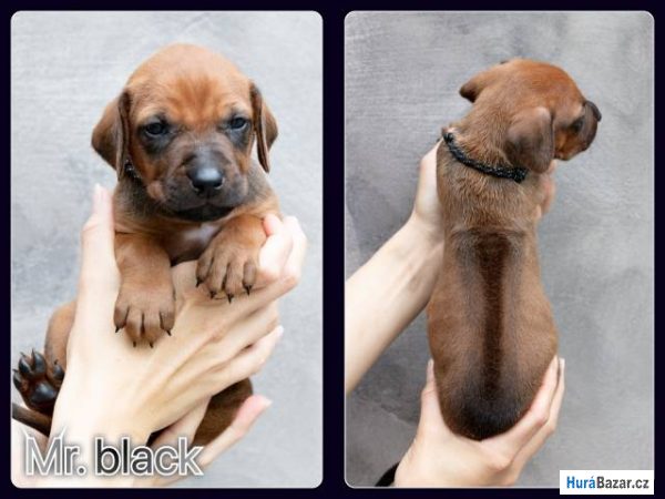 detailní fotografie