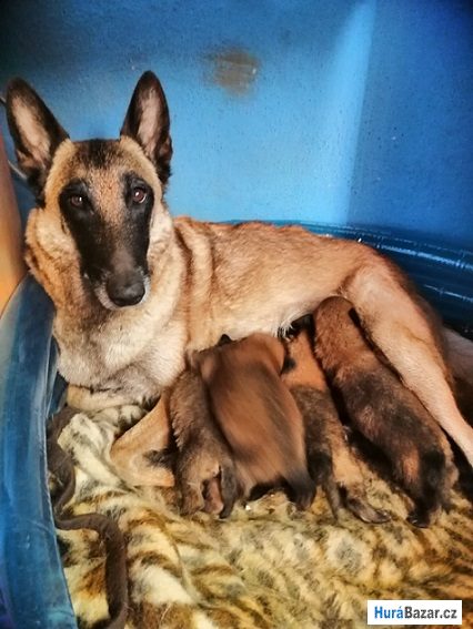 detailní fotografie