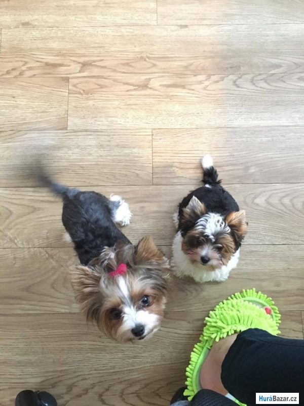 detailní fotografie