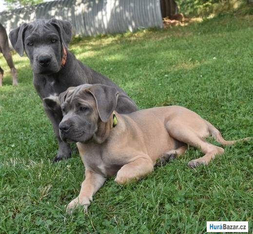 detailní fotografie