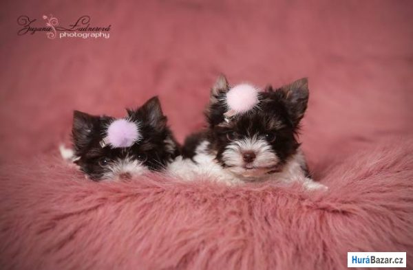 detailní fotografie