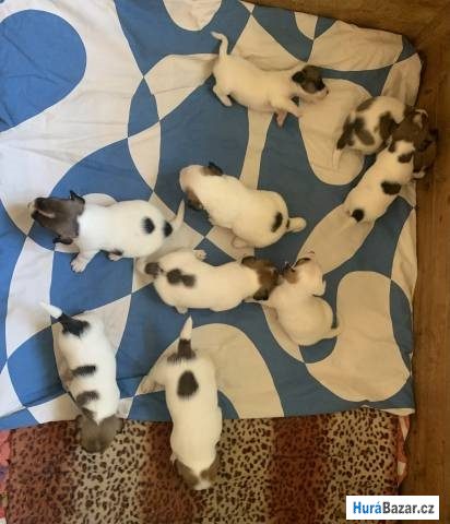 detailní fotografie