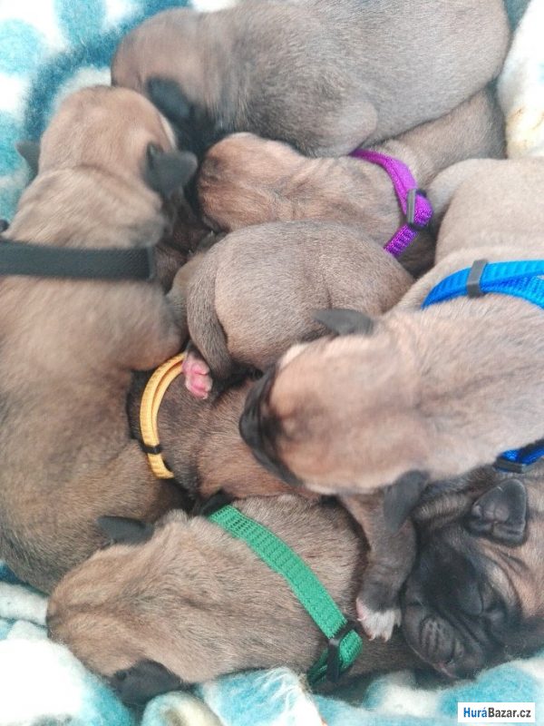 detailní fotografie