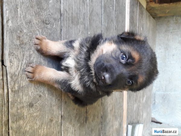 detailní fotografie