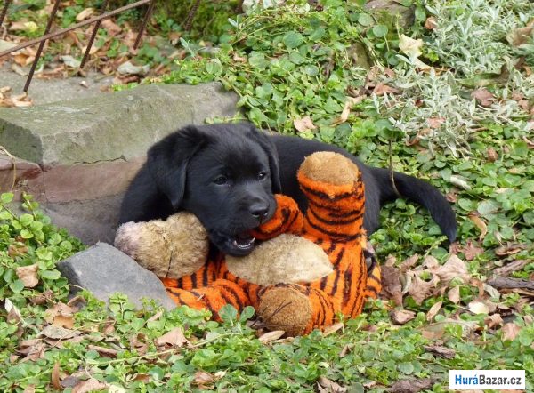 detailní fotografie