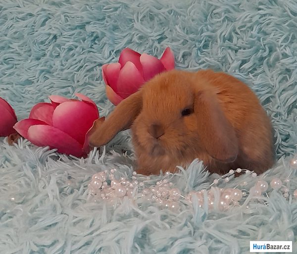 detailní fotografie