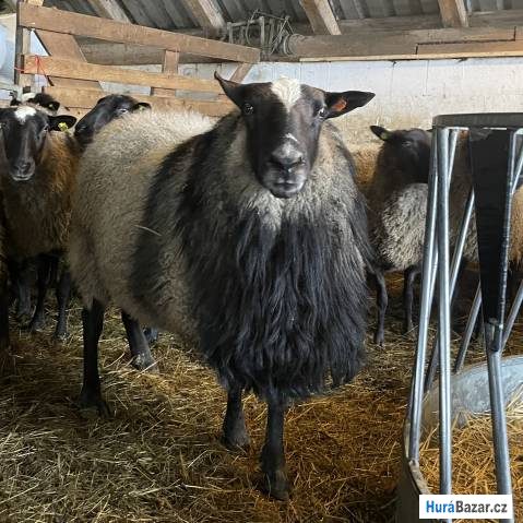 detailní fotografie