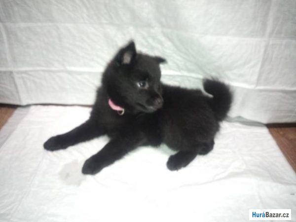 detailní fotografie