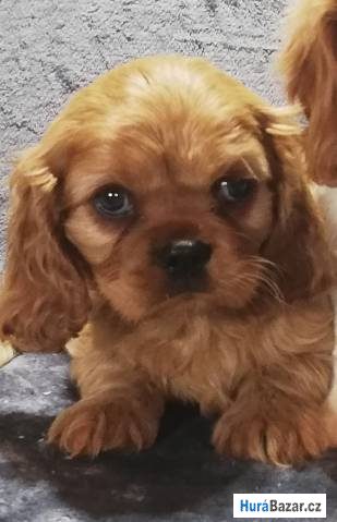 detailní fotografie