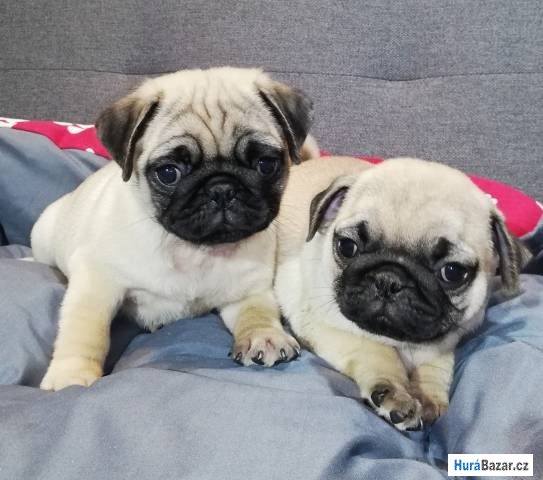 detailní fotografie