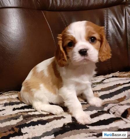 detailní fotografie