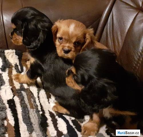 detailní fotografie