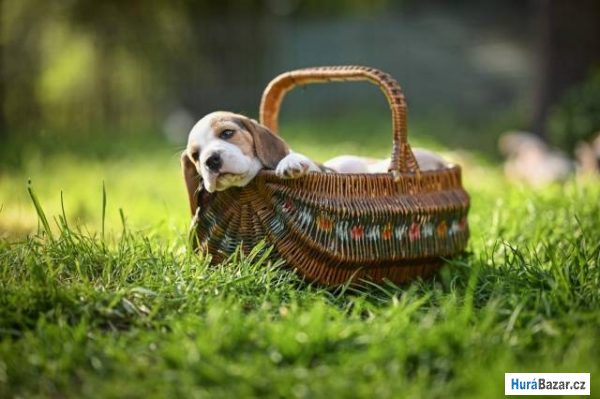 detailní fotografie