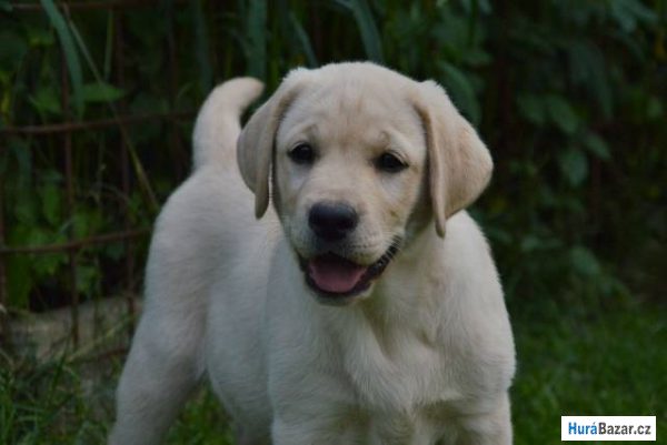 detailní fotografie