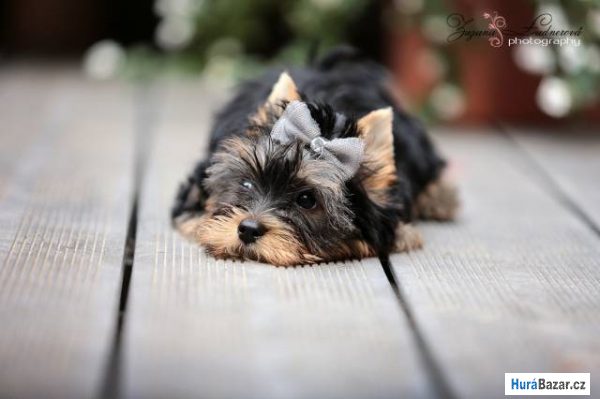 detailní fotografie