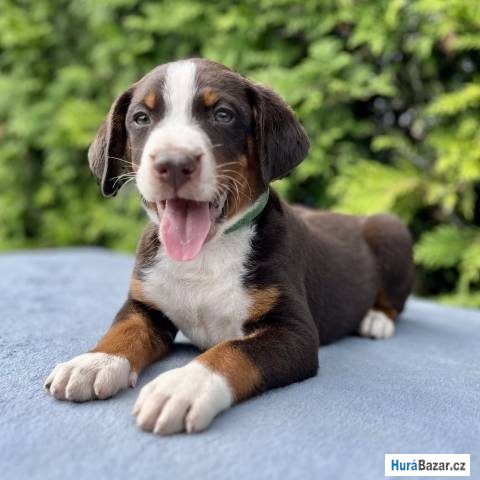 detailní fotografie