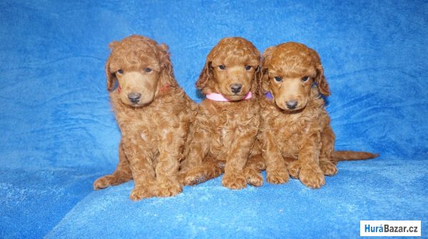 detailní fotografie