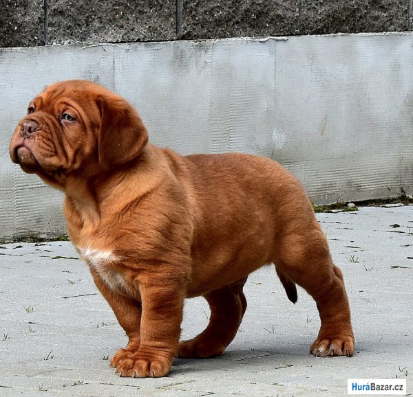 detailní fotografie