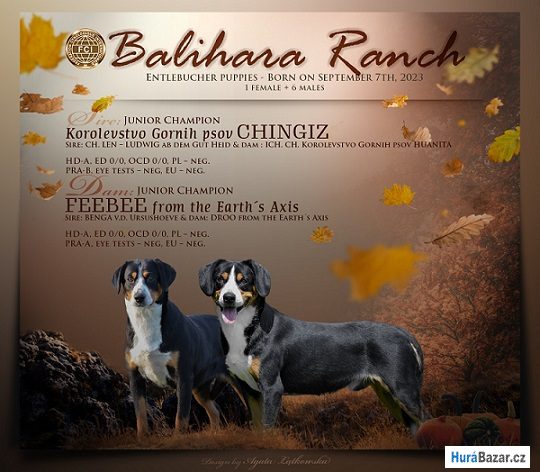 detailní fotografie