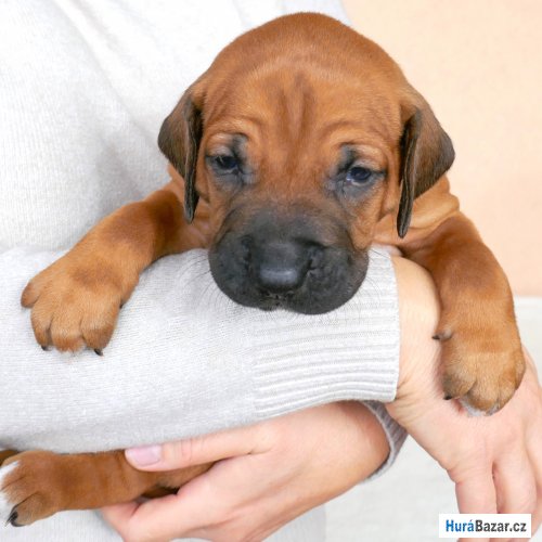 detailní fotografie